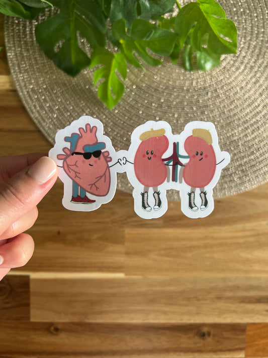 Heart & Kidney Sticker - Waterproof Die Cut Sticker